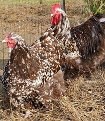 8+ English Chocolate Mottled Orpington Hatching Eggs