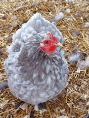 12 Rainbow chicken hatching eggs| Healthy Flock