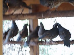 California Valley Quail Hatching Eggs 20+ Excellent Stock Fertility Verified