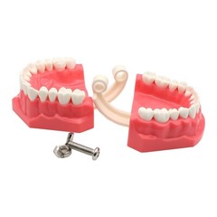 Dental Teeth Model Brushing Flossing Practice Studying Teaching Model M7010-1