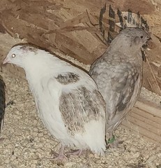 10 *TRUE BLUE* CELADON QUAIL Hatching Eggs COLORFUL MIX