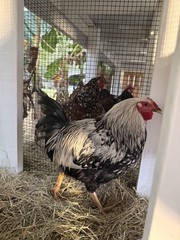 6 Wyandotte silver, black and blue hatching eggs