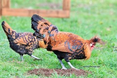 6+ Gold Appenzeller Chicken Hatching Eggs