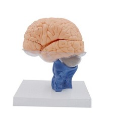 1:1 Size Human 15 Parts Anatomy Brain Model Medical