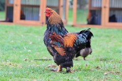 12+ Gold Laced Brahma Fertile Chicken Hatching Eggs Gentle Large Breed