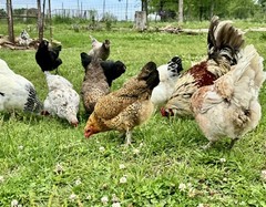 12+ Rainbow Chicken Hatching Assortment Ameraucana, Faverolles, Marans, EE / OE