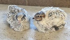 36 – Jumbo Pearl Fee – Coturnix Quail Hatching Eggs – Rare Color
