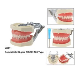 Dental Typodont Teeth Model With Removable Teeth fit Kilgore NISSIN 200/500 Type