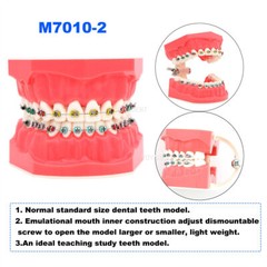 US Dental teeth Model Preparation Training Teaching Ortho Implant Typodont Demo