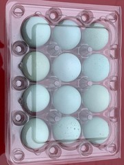 15+ **RARE COLORS** Celadon Blue Coturnix Quail Hatching Eggs