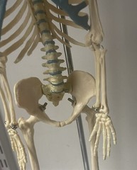 NEW 21 inch Tall Human Skeleton Model Skull Anatomical Model with Stand