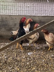 9 – KO SHAMO BANTAM EGGS VERY FRESH SUPERB QUALITY these will Ship 2day FedEx