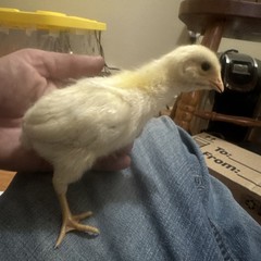 12 Hatching Eggs Giant Chicks Hybrid – Indio Gigante Dual Purpose Egg Layers