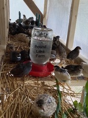 24 Fertile Button Quail Hatching Eggs – Variety of Colors – Shipped in Foam