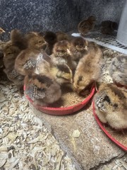 12 Hatching Eggs Giant Chicks Hybrid – Indio Gigante Dual Purpose Egg Layers