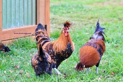 6+ Gold Appenzeller Chicken Hatching Eggs