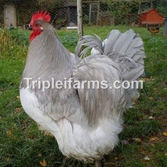 12+ ~ ENGLISH LAVENDER ORPINGTON ~ Fertile Chicken Hatching Eggs *UPS 2 DAY*
