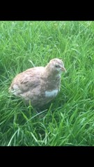 25+ Assorted Coturnix Fertile Quail Hatching Eggs – Variety Of Color