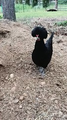 6 Pure Fancy & Rare Cross Chicken Hatching Eggs