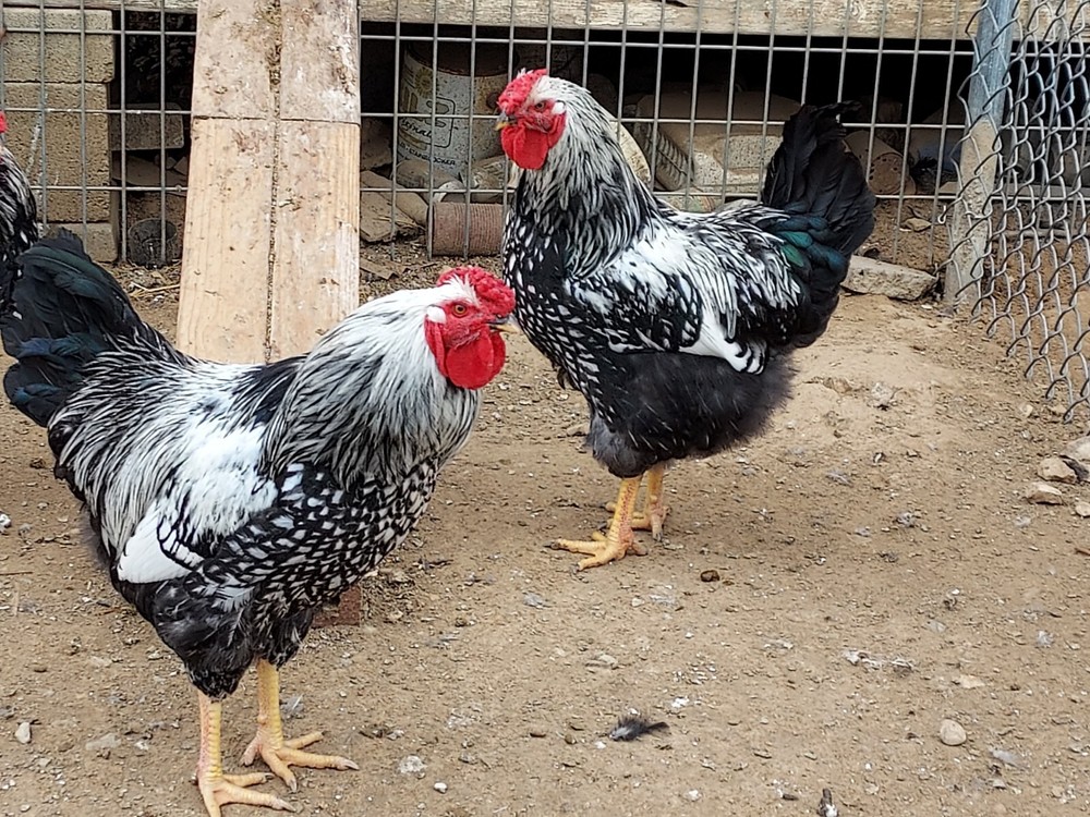 1 Purebred Silver Laced Wyandotte Chicken Fertile Hatching Egg