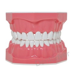 US 1:1 Typodont Teeth Model M7010-1 for Brushing Flossing Practice Teaching