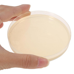 Potato Dextrose Agar Petri Dishes – Prepoured Potato Dextrose Agar (PDA) – for M