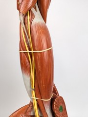 Vtg Anatomical Somso Muscle Arm Model with Shoulder Girdle (B)
