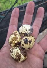 20 Hatching Quail Eggs – Fertile Wild Coturnix XXL Jumbo American White
