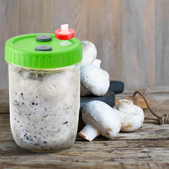 New 12Pcs Mushroom Liquid Culture Mycelium Jar Lids,Wide Mouth With PTFE Filter