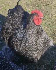 8+ English Black Cucko Orpington Hatching Eggs