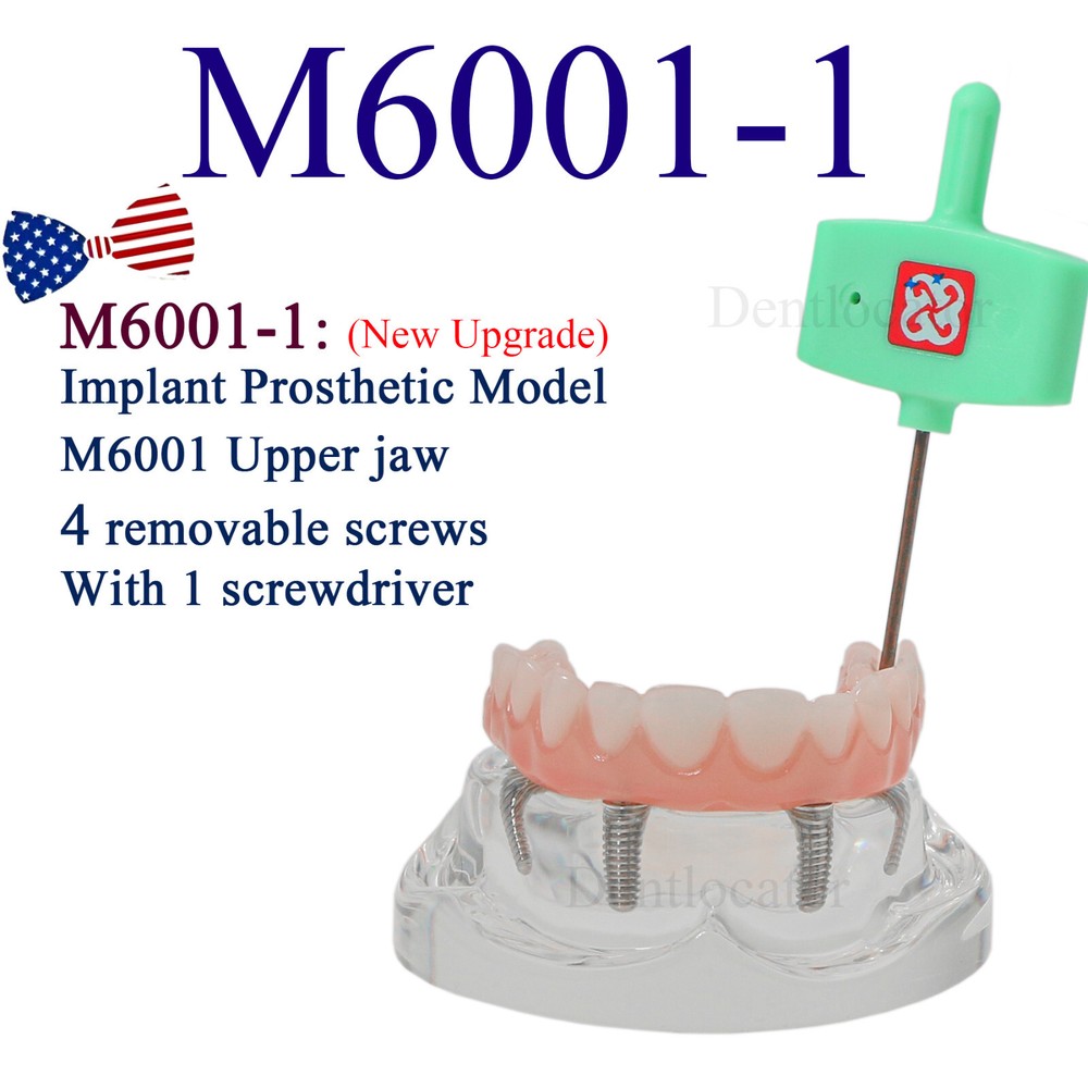 US MultipleType Dental Typodont Teeth Model Ortho Implant Practice Teaching Demo