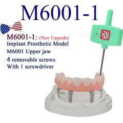 US MultipleType Dental Typodont Teeth Model Ortho Implant Practice Teaching Demo
