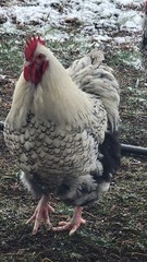 6 English Orpington Hatching Eggs Rare & Unusual Colors*new Pics *