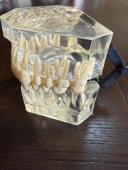 Dental Typodont Model