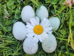 10 *TRUE BLUE* CELADON QUAIL Hatching Eggs COLORFUL MIX