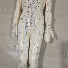 Male Acupuncture Model 20″ with Base Support Arm Chinese + English Points NIB