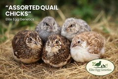 30+ Jumbo Coturnix Quail Hatching Eggs – RARE Color Mix(Celadon Blue Egg Line!)