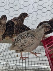 54 Eggs,Live Quail Chicks Mixed Colors – Quail Poultry Type, Live Bird,