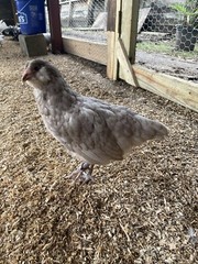 (6) Mauve and Chocolate Ameraucana Hatching Eggs – Possible Mottled Split!