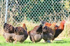 10+ Fertile Brahma Chicken Hatching Eggs Gold Laced Isabella Partridge Lavender
