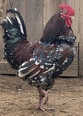 12 BYM Chicken Hatching Eggs Ameraucana Orpington Wyandotte Maran Cochin Brahma
