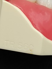 Kilgore Nissin Dental Model Typodont P15DP-TR.56C.1-QF Periodontal Hygiene Board