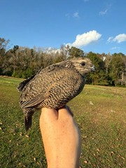 24 Grey Barred Bobwhite Quail Fertile Hatching Eggs