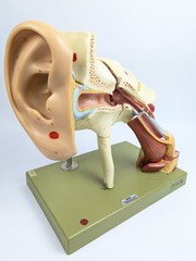 Vtg Somso DS5 Ear Anatomical Model