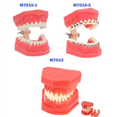 US Dental teeth Model Preparation Training Teaching Ortho Implant Typodont Demo