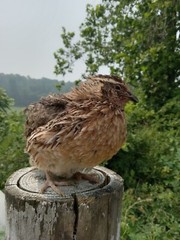 67+ KINGsBROWN XL. JUMBO brown coturnix quail hatching eggs,