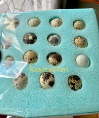 ALL COLORS – 24 Coturnix Quail Fertile Hatching Eggs – 2 Dozen SHIPPED IN FOAM