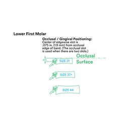 J&J Ortho™ Orthodontic #6 First Molar Band Quadrant (4/pk) Optional Size