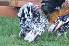 8+ Fertile Show Quality Serama Chicken Hatching Eggs