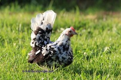 18+ Fertile Show Quality Serama Chicken Hatching Eggs